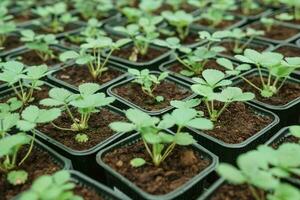 serre avec une grand variété de vert les plantes. le concept de plantation cultures dans printemps. photo