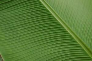 une feuille de une vert plante dans fermer, macro la photographie. photo