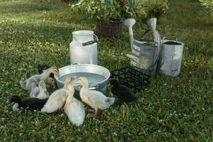 canards sur le cultiver. lumière et foncé canetons boisson l'eau de un le fer creux. le concept de la vie sur le cultiver. photo