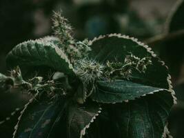 de mauvaise humeur vert fleur tête de feuille de cuivre plante. photo
