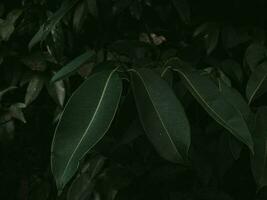 de mauvaise humeur vert feuilles de Indien mûre. photo