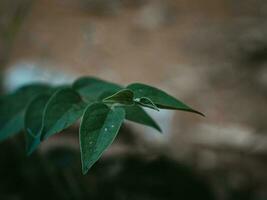 de mauvaise humeur vert pointe de une plante. photo