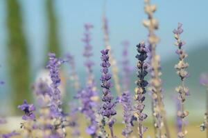 belles fleurs dans le jardin photo