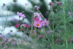 belles fleurs dans le jardin photo