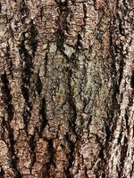 arbre écorce texture Contexte base photo