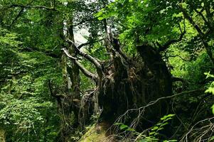 primitif forêt dans le noir forêt Allemagne. randonnée Piste lotenbachklamm photo