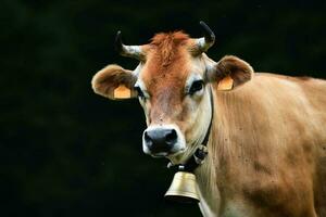 Nord italien alpin vache sur noir Contexte photo