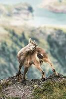 un ibex dans le italien Alpes scratch ses cornes photo