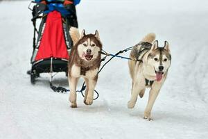 course de chiens de traîneau husky photo