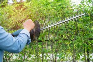 femme prise se soucier et croissance végétaux, loisir plantation Accueil jardin, ornemental taille. photo