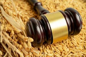 juge marteau marteau avec du bon riz à grains de la ferme agricole. concept de tribunal de droit et de justice. photo