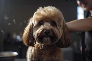 toilettage un service pour animal de compagnie. portrait de mignonne duveteux chien à la recherche à caméra, coiffeur Coupe animaux cheveux. génératif ai photo