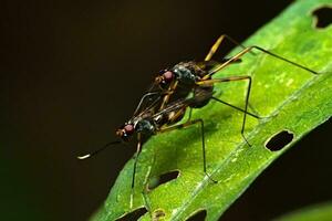 insectes accouplement sur feuilles dans le Matin photo