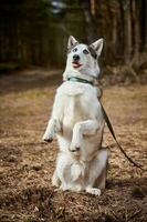 chien husky sibérien aux yeux énormes, drôle de chien husky surpris aux grands yeux confus, chien excité photo