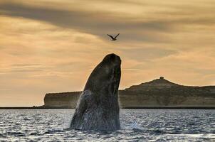 une baleine dans le l'eau photo
