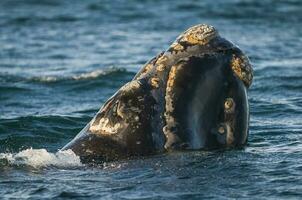 une baleine dans le l'eau photo