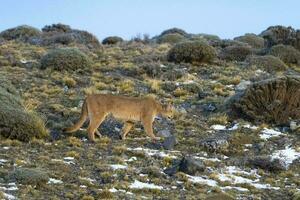 puma en marchant dans Montagne environnement, torres del paine nationale parc, patagonie, Chili. photo