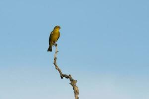 Safran bouvreuil ,sicalis flaveola, la pampa, Argentine. photo