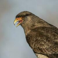 caracara chimango portrait , la la pampa province, patagonie , Argentine photo