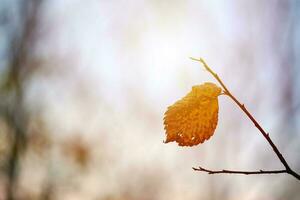 changement de saison ou symbole de prévision météo ensoleillé photo