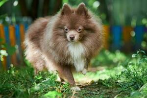 chien spitz poméranien dans le jardin photo