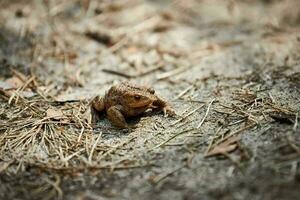 commun européen crapaud sur forêt sol, mignonne adulte crapaud dans la nature attendre pour insectes pour alimentation photo