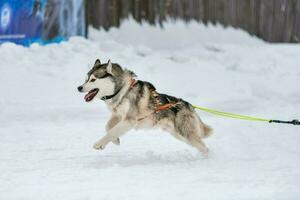 courses de chiens de traîneau. équipe de chiens de traîneau husky en course de harnais et conducteur de chien de traction. compétition de championnat de sports d'hiver. photo