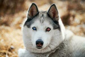 chien husky sibérien avec blessure aux yeux portrait en gros beau chien husky avec couleur de pelage noir blanc photo
