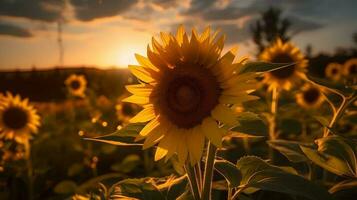 tournesol le coucher du soleil derrière ai généré photo