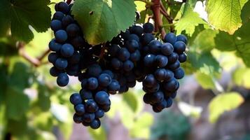 noir les raisins pendaison sur une vigne ai généré photo