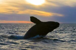 gros baleine sauter dans le l'eau photo