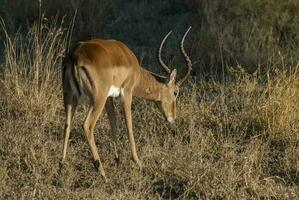 gazelle dans africain safari photo