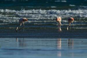 flamants roses troupeau, patagonie, Argentine photo