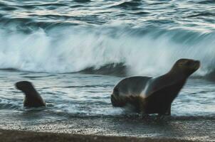 mer Lion , patagonie , Argentine photo