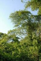 jungle, près Père Noël lucia estuaire, sud Afrique photo