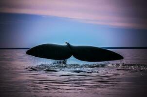 baleine queue dans péninsule valdes,, patagonie, Argentine photo