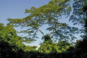 jungle, près Père Noël lucia estuaire, sud Afrique photo