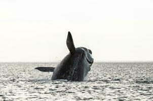 baleine sauter dans péninsule valdes,, patagonie, Argentine photo