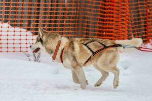 courses de chiens de traîneau. équipe de chiens de traîneau husky en course de harnais et conducteur de chien de traction. compétition de championnat de sports d'hiver. photo