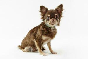 court aux cheveux marron chihuahua chien avec gros oreilles isolé sur blanc Contexte mignonne chihuahua chien photo