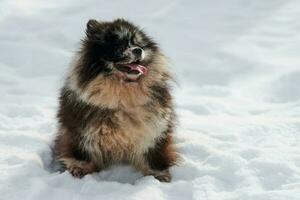 poméranien loulou chien séance sur neige plein Taille hiver portrait, mignonne noir marbre bronzer loulou chiot photo