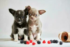 deux mignons chiots chihuahua. drôles de petits chiens. préparation d'une exposition canine photo