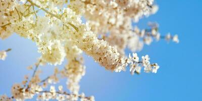 blanc prune fleur sur bleu ciel arrière-plan, magnifique blanc fleurs de prunus arbre dans ville jardin photo