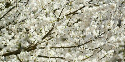 blanc prune fleurir, magnifique blanc fleurs de prunus arbre dans ville jardin, détaillé prune branche photo