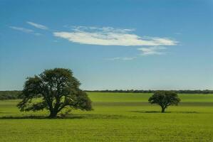 une seul arbre dans une champ avec une bleu ciel photo