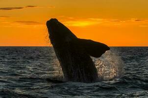 une baleine dans le l'eau photo