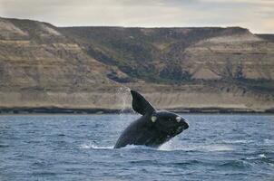 gros baleine sauter dans le l'eau photo
