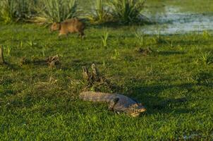 alligators dans argentin la nature réserve habitat photo