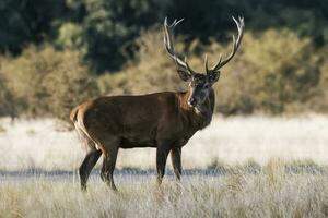 rouge cerf rut saison, la pampa, Argentine photo