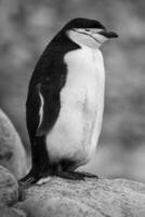 jugulaire manchot, paulette île, Antarctique, scientifique nom, pygoscelis Antarctique photo